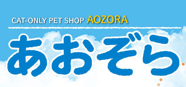 エキゾチックショートヘア 新入荷しました 北海道 札幌 猫専門 ペットショップ あおぞら