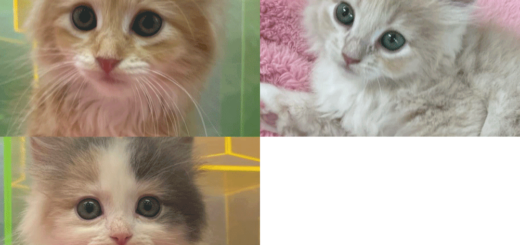 エキゾチックショートヘア 新入荷しました 北海道 札幌 猫専門 ペットショップ あおぞら