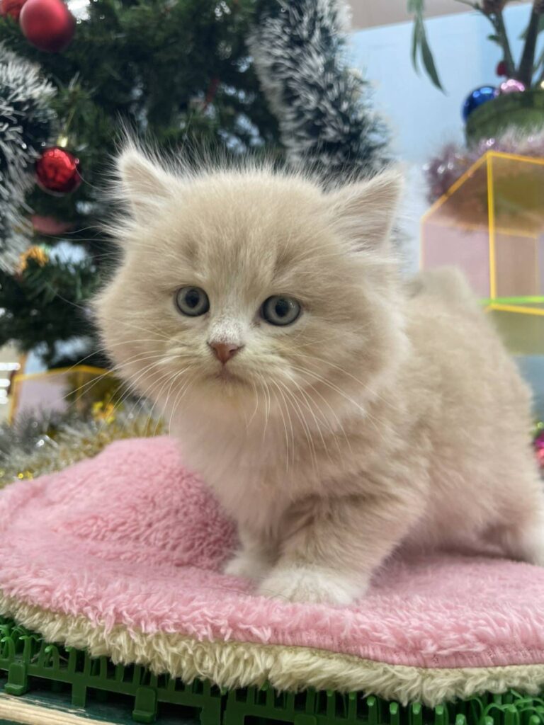 着物チャーム✰クリスマス✰猫✰