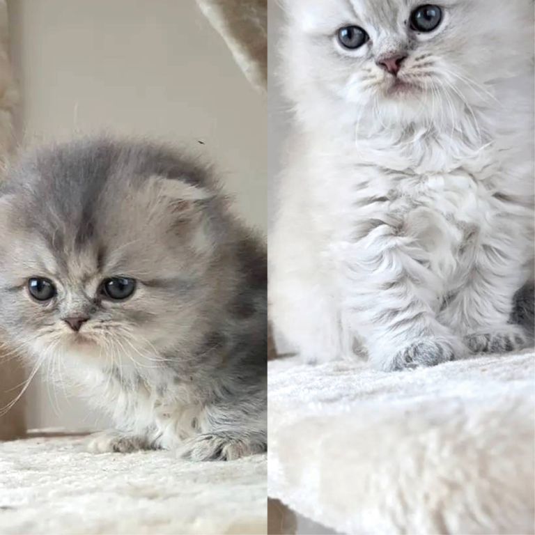 北海道 札幌 猫専門 ペットショップ あおぞら